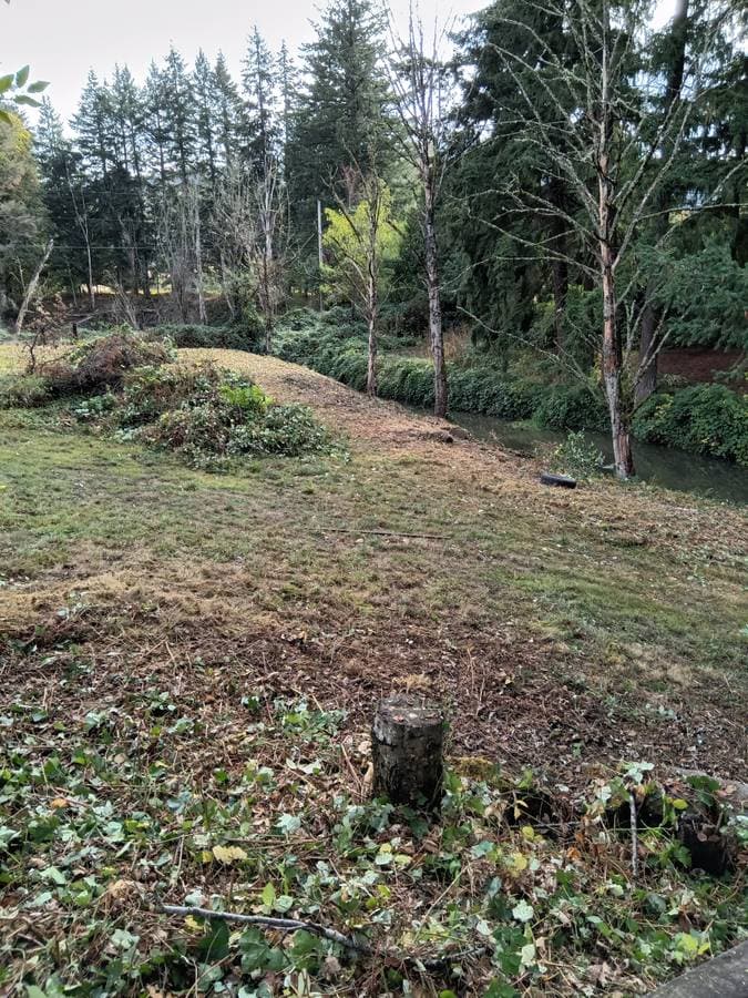 picture of a cleaned up yard full of removed blackberry vines and heavy brush