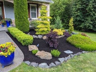 picture of a trimmed hedge and manicured front lawn with mulch and ground coverings 